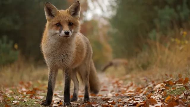 Afbeelding van Natuurgids excursie