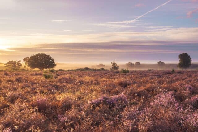Afbeelding van Veluwe trail